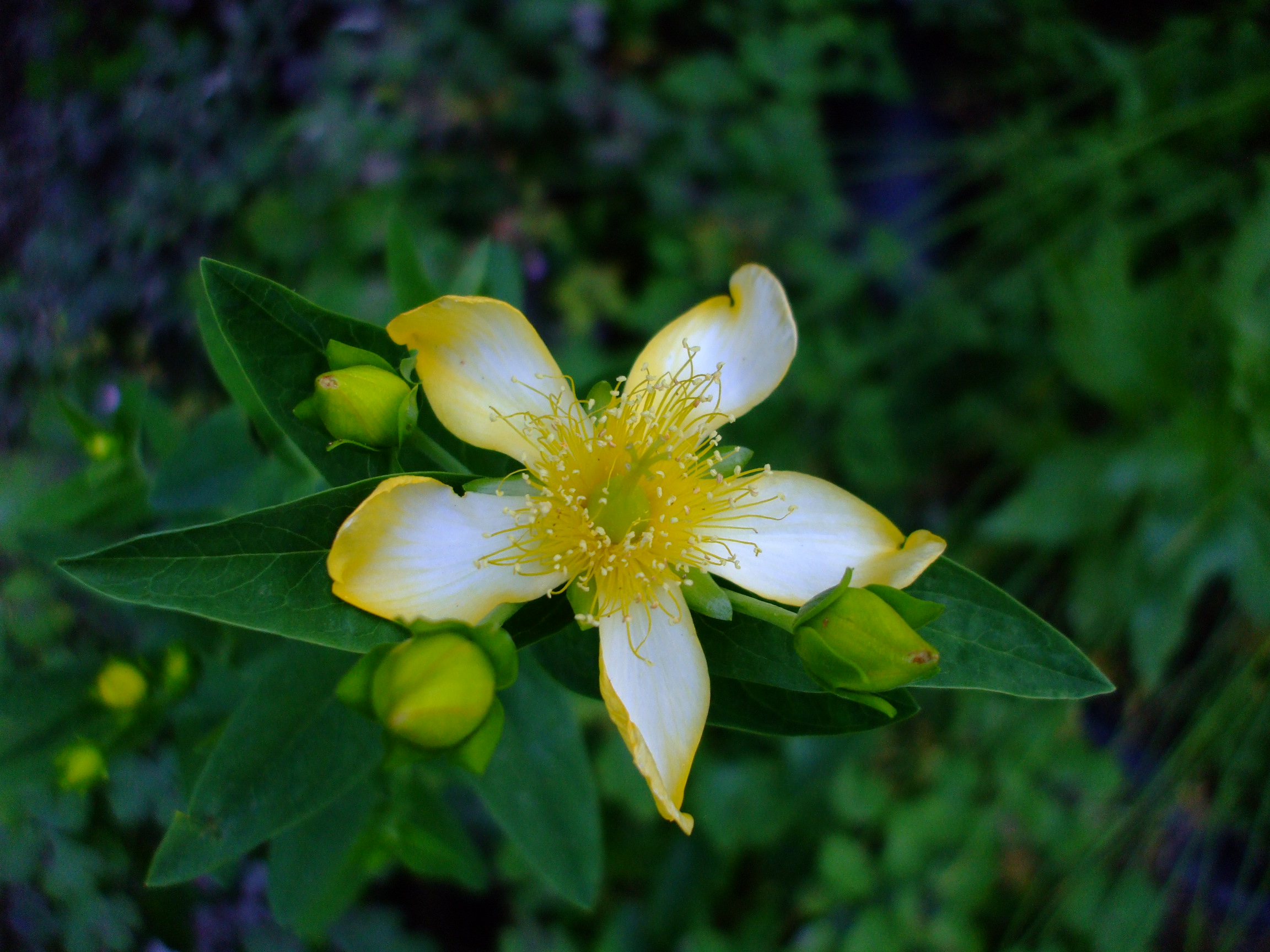 Hypericum pyramidatum